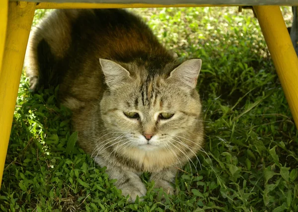 Θλιβερή Γάτα Κάθεται Πράσινο Γρασίδι Στη Σκιά Κάτω Από Ένα — Φωτογραφία Αρχείου