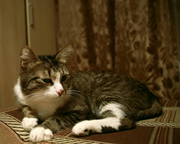 고양이는 소파에 우울하고 침착해 — 스톡 사진