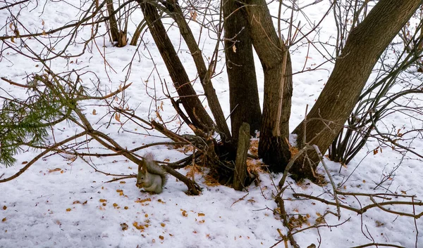 Uno Scoiattolo Siede Nella Neve Vicino Albero Inverno Rode Arachide — Foto Stock