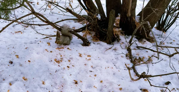 Uno Scoiattolo Siede Nella Neve Vicino Albero Inverno Rode Arachide — Foto Stock