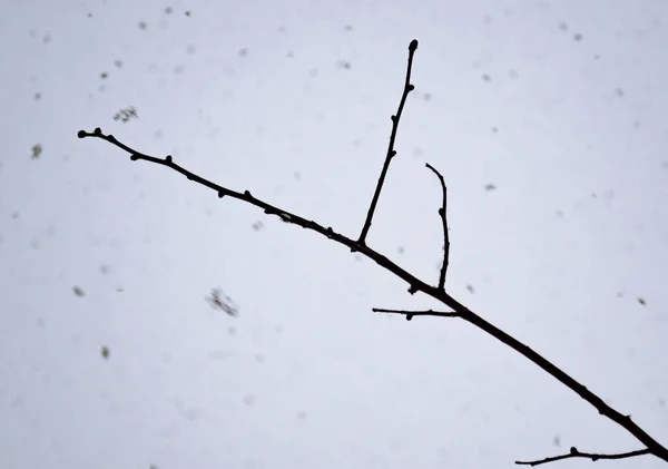 Una Rama Árbol Contra Cielo Sombrío Nieve Cayendo —  Fotos de Stock
