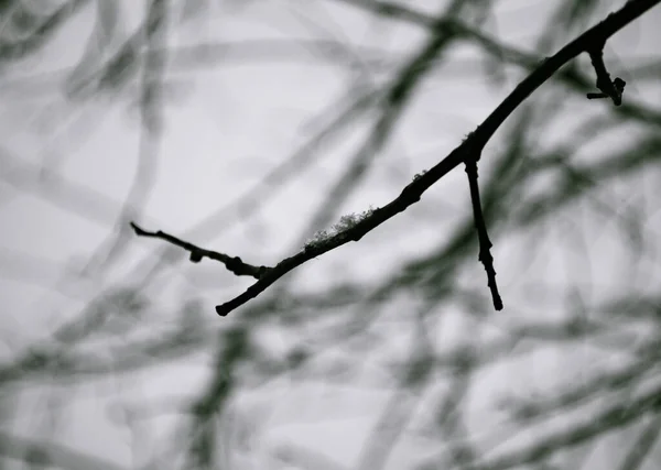 他の枝のシルエットを背景に木の枝に雪片の白黒写真 — ストック写真