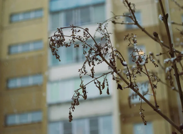 Primer Plano Una Rama Vegetal Sobre Fondo Nieve Que Cae — Foto de Stock