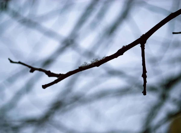 Los Copos Nieve Yacen Sobre Una Rama Árbol Sobre Fondo —  Fotos de Stock