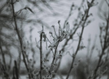 Diğer dalların arka planında 20 derece donla kaplı bir dalın siyah ve beyaz fotoğrafı
