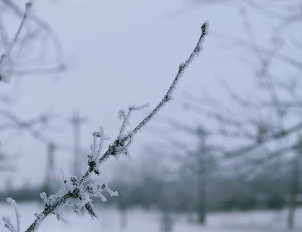Гілка Покрита Морозом Градусному Морозі Тлі Інших Гілок — стокове фото