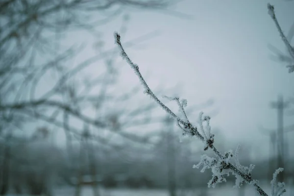 他の枝を背景に20度の霜で霜で覆われた枝 — ストック写真