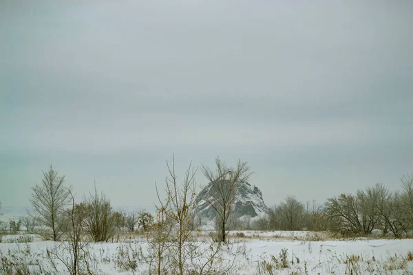 Arbres Nus Dans Champ Hiver Sur Fond Montagne Enneigée — Photo