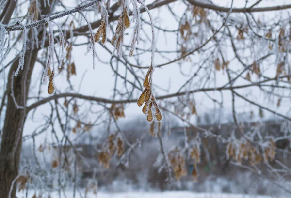 他の枝や種子の背景を背景に霜で覆われた枝のメイプル種子 — ストック写真