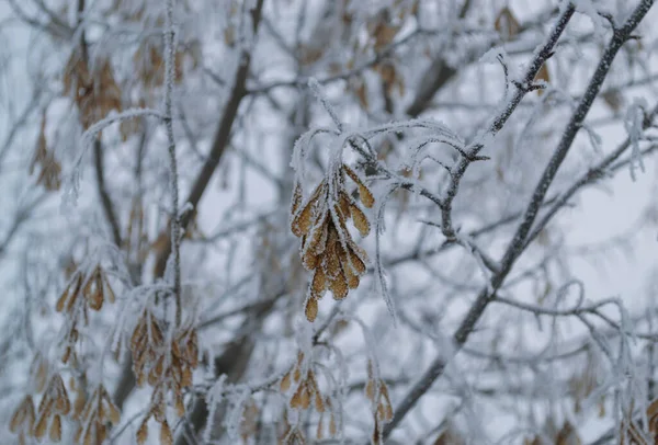他の枝や種子の背景を背景に霜で覆われた枝のメイプル種子 — ストック写真