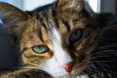 Güneşte dinlenen evcil bir kedinin portresi