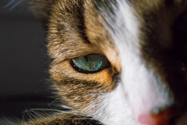 Közeli Megjelöl Ból Egy Macskák Szem — Stock Fotó