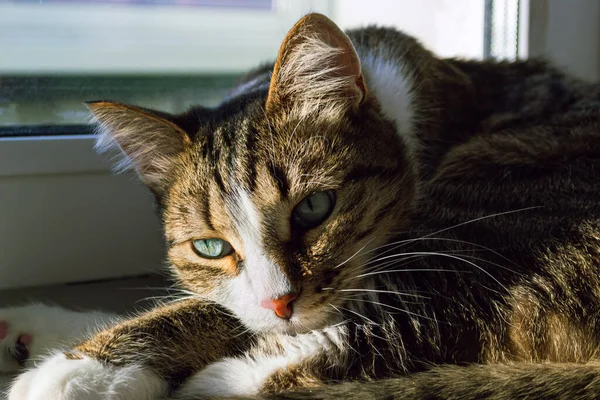 Domowy Kot Troskliwie Kłamie Odpoczywa Słońcu Pobliżu Okna — Zdjęcie stockowe