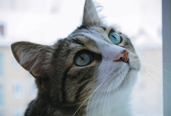 Foto Gato Doméstico Lindo Viejo Sentado Junto Ventana —  Fotos de Stock