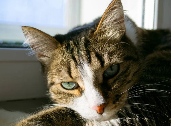 Retrato Gato Doméstico Descansando Sol —  Fotos de Stock