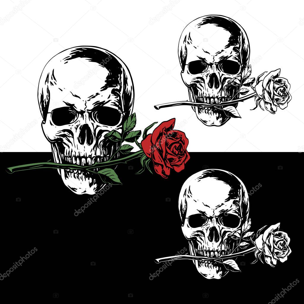 Realistic black and white vector illustration of a skull with a rose in his teeth isolated on black and white background