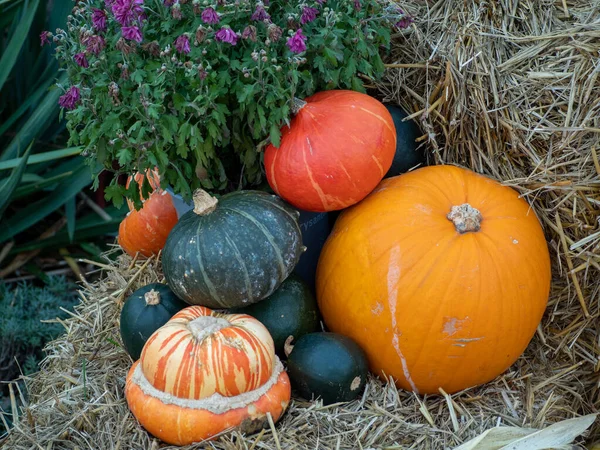 Bunte Kürbisse auf einem Strohhalm. Halloween — Stockfoto