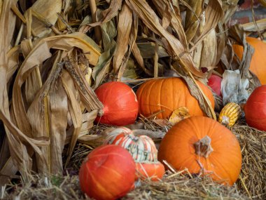 Kamışın üzerinde çok renkli balkabakları. Cadılar Bayramı