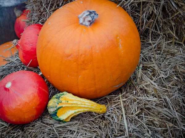 Dovleci multicolori pe un pai. Halloween — Fotografie, imagine de stoc