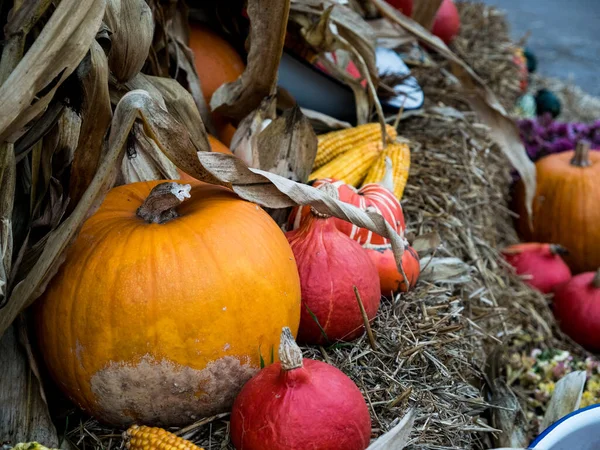 Bunte Kürbisse auf einem Strohhalm. Halloween — Stockfoto