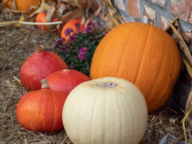Kamışın üzerinde çok renkli balkabakları. Cadılar Bayramı