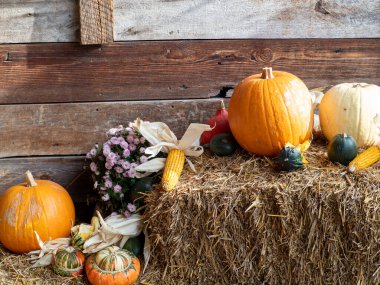 Kamışın üzerinde çok renkli balkabakları. Cadılar Bayramı