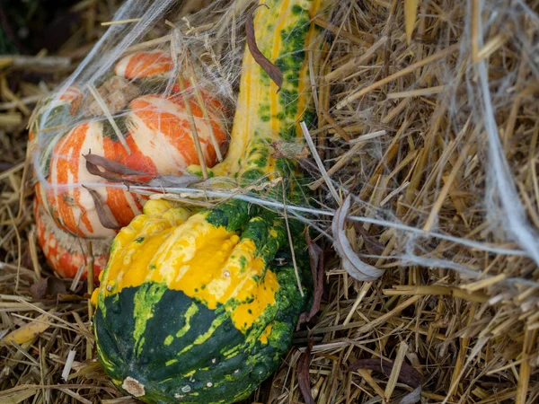 Bunte Kürbisse auf einem Strohhalm. Halloween — Stockfoto