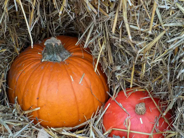 Bunte Kürbisse auf einem Strohhalm. Halloween — Stockfoto