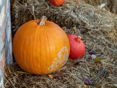 Kamışın üzerinde çok renkli balkabakları. Cadılar Bayramı