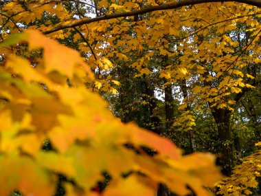 Parkta sonbaharında renkli yaprakları