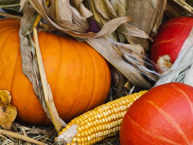 Kamışın üzerinde çok renkli balkabakları. Cadılar Bayramı