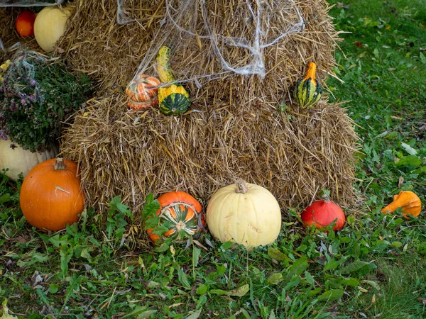 藁に複数の色のカボチャ。ハロウィン — ストック写真