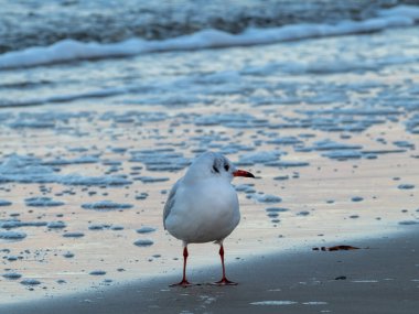 Martı deniz kıyısında yürüyor. Martı denizin kumlu sahilinde duruyor..
