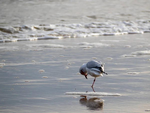 Mewa spacerująca wzdłuż wybrzeża. Mewa stojąca na piaszczystej plaży morza. — Zdjęcie stockowe