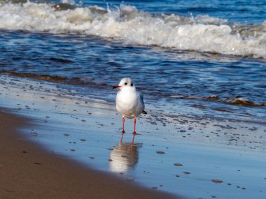 Martı deniz kıyısında yürüyor. Martı denizin kumlu sahilinde duruyor..