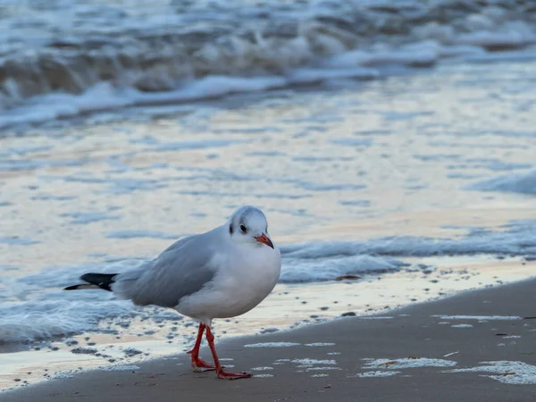 Gaivota caminhando ao longo da costa. Gaivota em pé na praia de areia do mar. — Fotografia de Stock