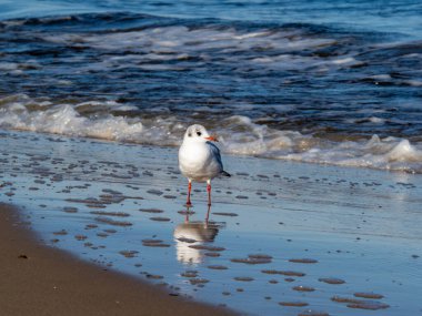 Martı deniz kıyısında yürüyor. Martı denizin kumlu sahilinde duruyor..