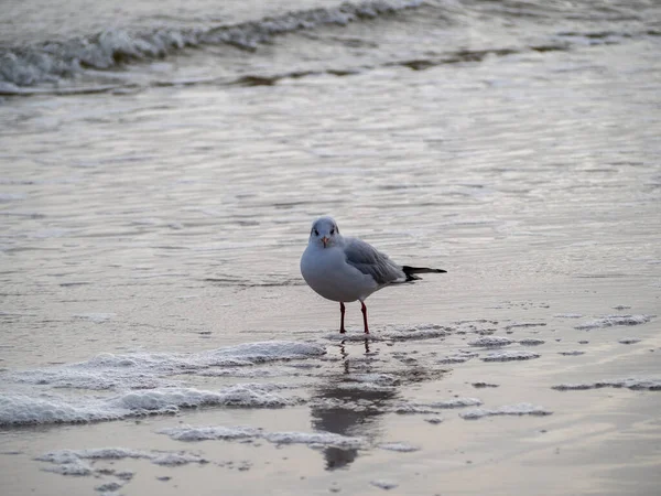 Gaivota caminhando ao longo da costa. Gaivota em pé na praia de areia do mar. — Fotografia de Stock