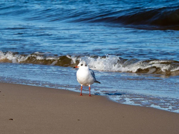 Mewa spacerująca wzdłuż wybrzeża. Mewa stojąca na piaszczystej plaży morza. — Zdjęcie stockowe