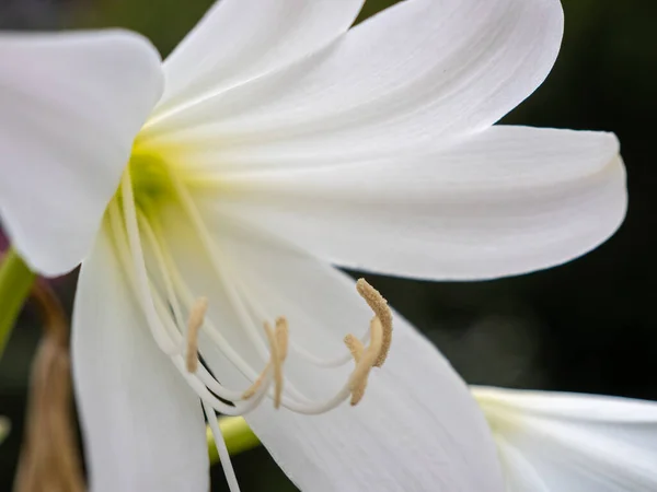 Kvetoucí bílá lilie v makro fotografii — Stock fotografie