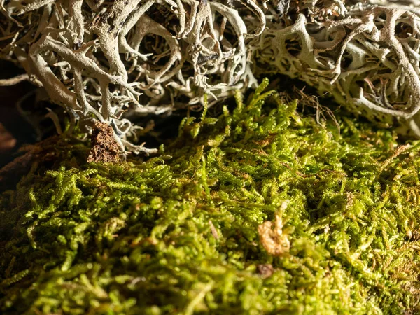 Piękny pasek zielonego mchu na ziemi. — Zdjęcie stockowe