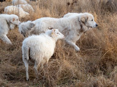 Beyaz koyunların arasında beyaz köpek. Yüksek kalite fotoğraf