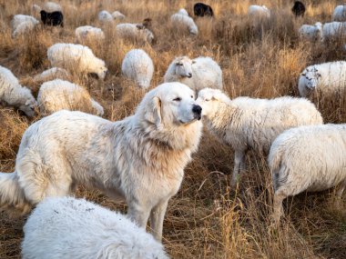 Beyaz koyunların arasında beyaz köpek. Yüksek kalite fotoğraf