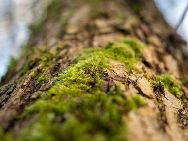 Ağaçta yeşil yosun, yosun kaplı ağaçlar. Yüksek kalite fotoğraf