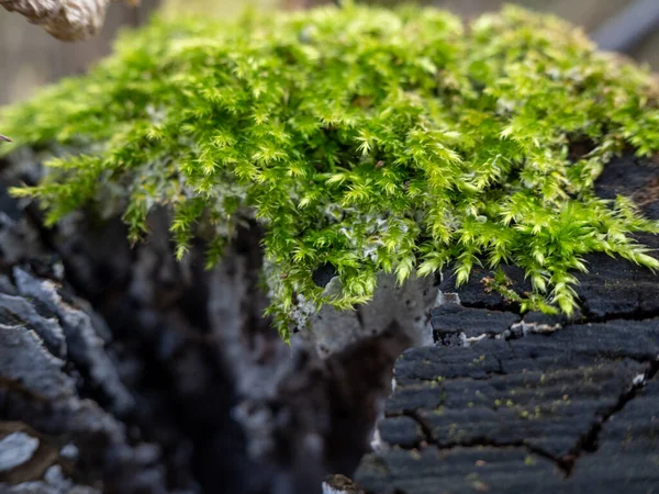 Mousse Verte Sur Arbre Des Arbres Couverts Mousse Photo Haute — Photo