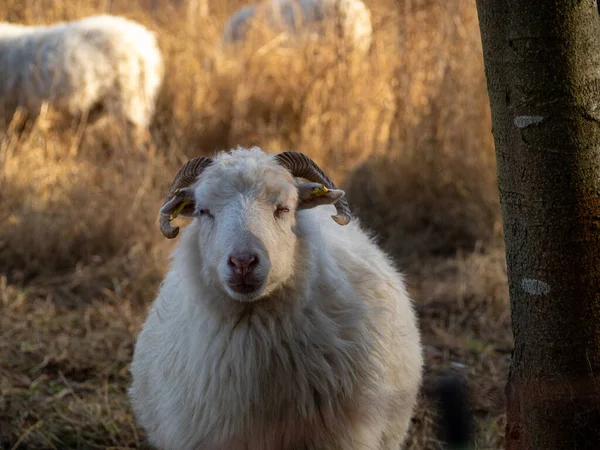 Portrait Rapproché Mouton Blanc Photo Haute Qualité — Photo