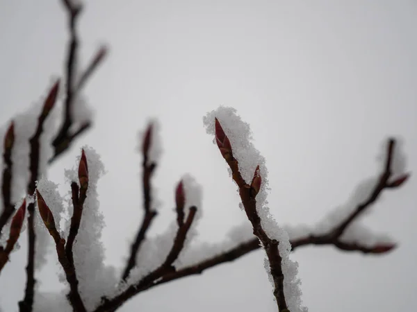 Grenar Träd Snön Högkvalitativt Foto — Stockfoto