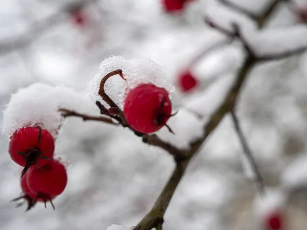 Karda Rosehip. Kışın güllük gülistanlık. Yüksek kalite fotoğraf