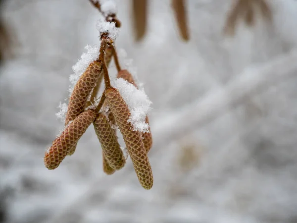 雪地里的一丛树 高质量的照片 — 图库照片