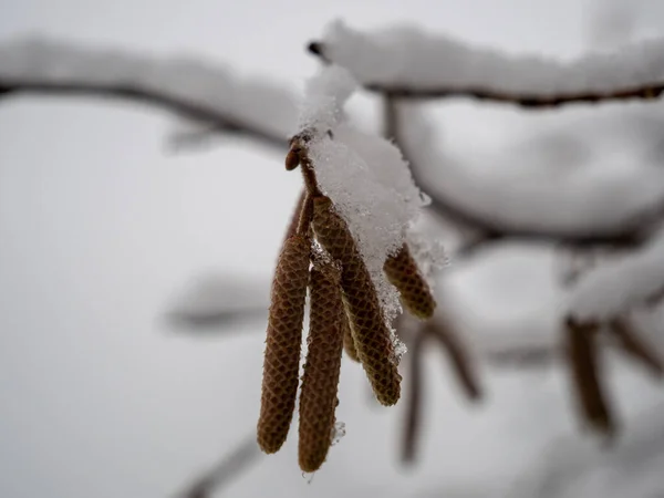 Catkins Alberi Nella Neve Foto Alta Qualità — Foto Stock